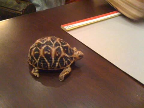 My patient and friend’s pet tortoise, 來福